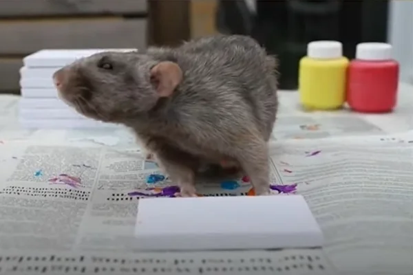 Ratinhos pintam quadros e ficam famosos nas redes sociais