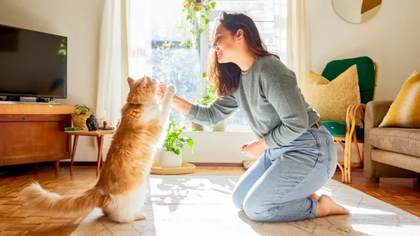Iluminação natural: entenda a importância na saúde de pets e tutores