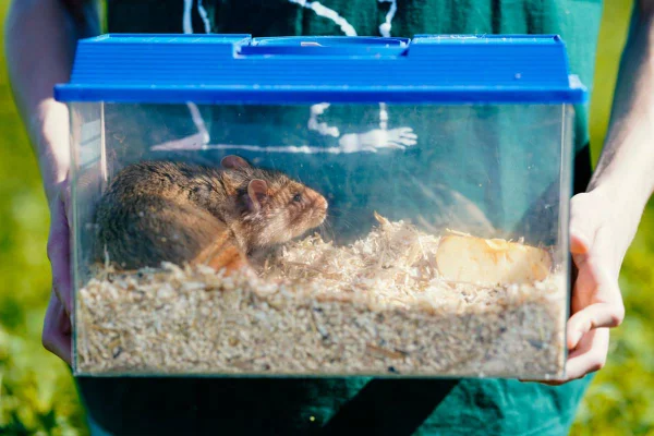 foto colorida de hamster em gaiola