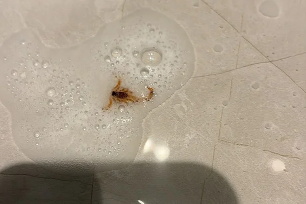 Infestação de escorpiões tira sono de moradores de prédio na Asa Norte - destaque galeria