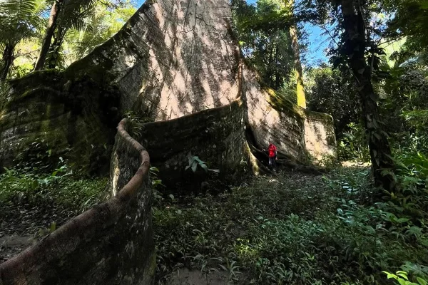 sumauma muralha afuá maior árvore do brasil