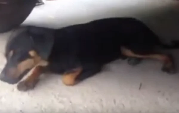 Cachorros morrem envenenados em Ceilândia. Veja vídeo