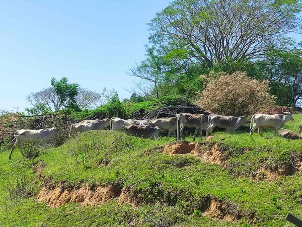foto colorida mostra bois e vacas muito magros em flagrante de maus-tratos em sítio de SP - Metrópoles