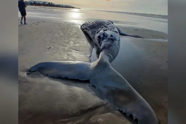 Imagem colorida mostra baleia-jubarte encontrada morta em praia de Itanhaém, litoral de São Paulo - Metrópoles