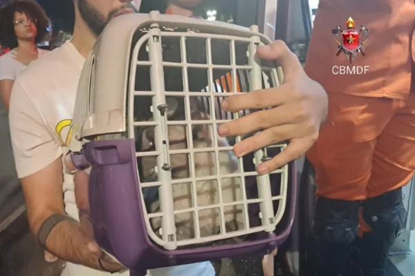 Cachorro e gato são resgatados após loja pegar fogo na Asa Norte