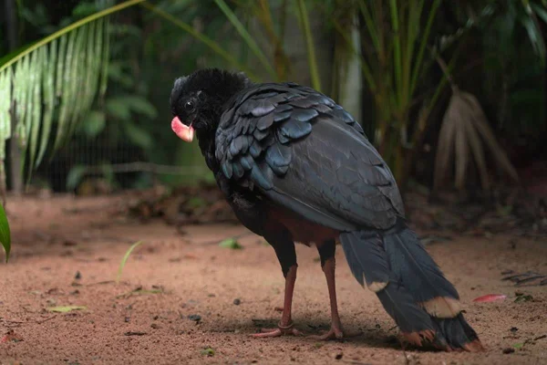 Espécie de pássaros em extinção ganha novo lar no zoo de Brasília
