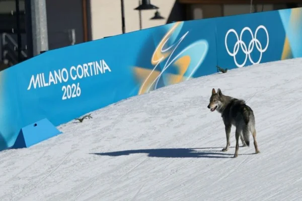 Cachorro invade prova de esqui cross-country e atrapalha brasileira
