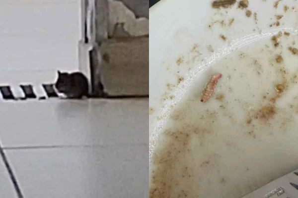 “Ratatouille”: rato e larva são flagrados em refeitório do HUB