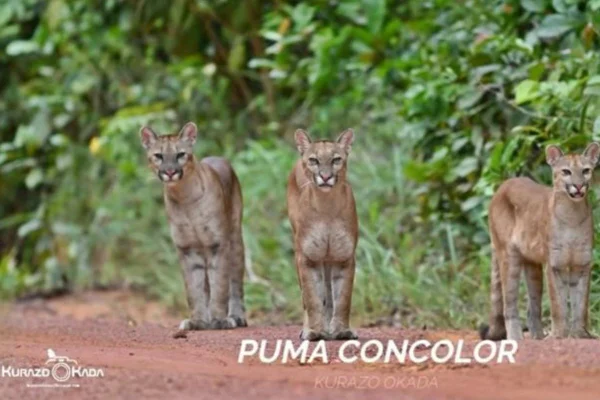 Onças-pardas registradas por biólogo na Amazônia