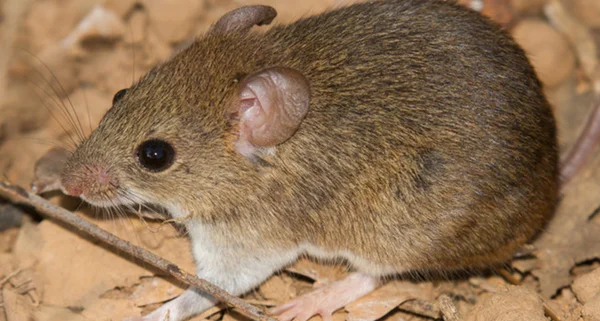 rato