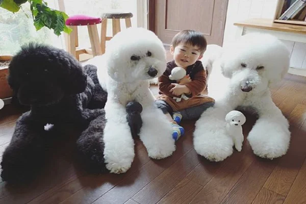 Iti! Poodles gigantes fazem sucesso na web ao lado dos tutores