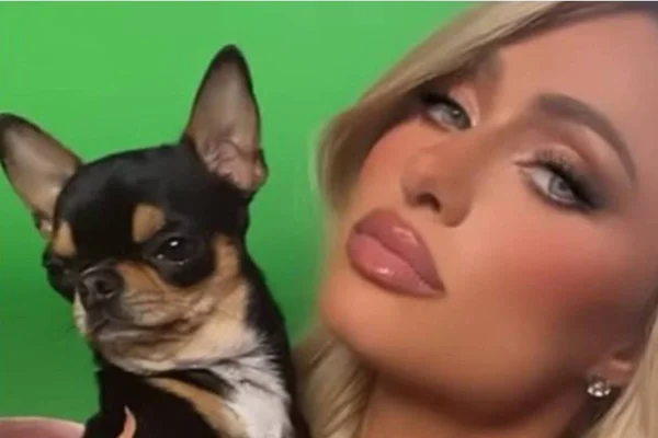 Paris Hilton consultou 7 médiuns para tentar encontrar pet perdido