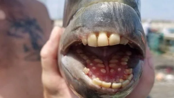 Peixe com dentes humanos foi encontrado nos EUA