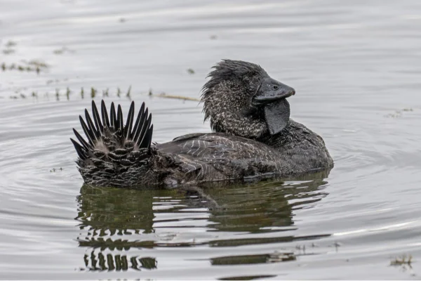 pato-de-papada