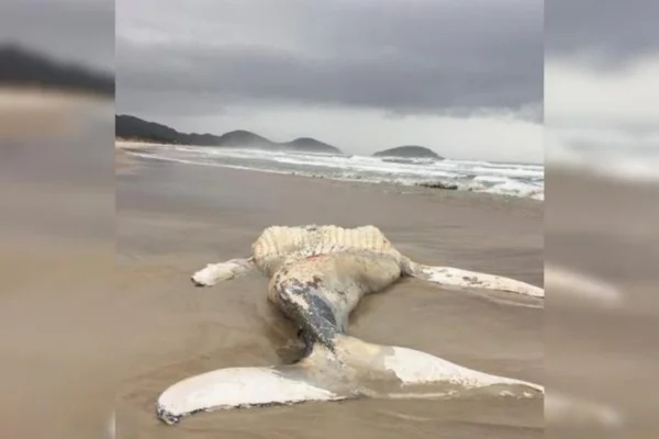 SC: baleia jubarte com mais de nove metros é encontrada morta em praia