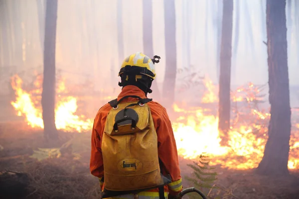 Bombeiros contêm incêndio na Floresta Nacional de Brasília