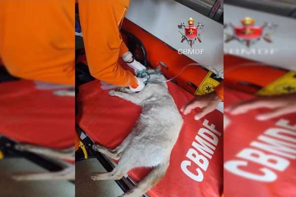 Dois gatos são resgatados durante incêndio em apartamento na Asa Norte