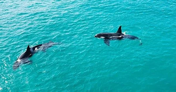 Vídeo: família de orcas é flagrada na praia de Arraial do Cabo