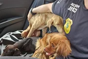 Policial com cães resgatados