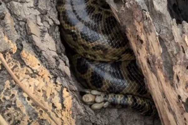 Imagem colorida, sucuri-amarela sendo parasitada por carrapatos- Metrópoles