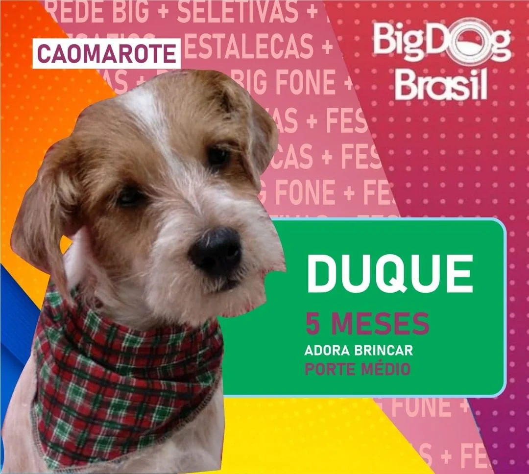 Além de receber o apoio dos internautas, a campanha despertou o interesse pelo acolhimento dos animais de estimação Além de receber o apoio dos internautas, a campanha despertou o interesse pelo acolhimento dos animais de estimação