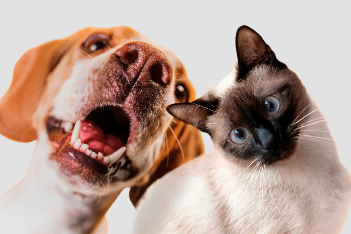 Seu cão ou gato não bebe muita água? Veterinário ensina como resolver