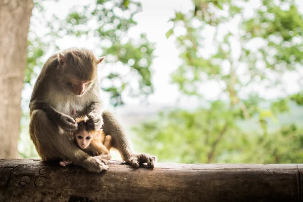 Imagem mostra macaco procurando piolhos em filhote - Metrópoles