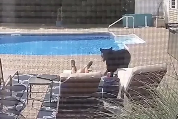 Urso invade casa nos EUA