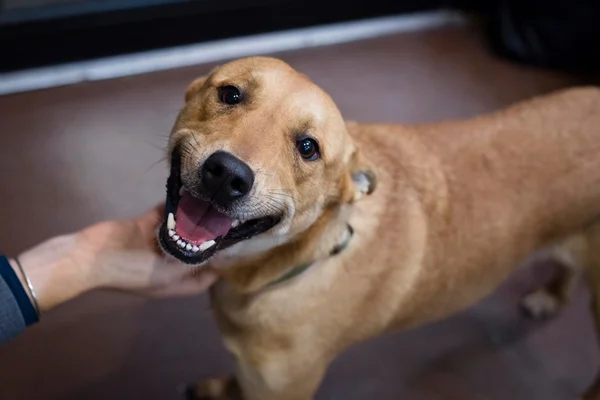 Saiba quais são os 5 tipos de cães menos adotados em abrigos