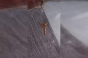 Imagem registrada no subsolo da Câmara evidencia problema antigo: servidores relatam escorpiões semanais desde o início do ano. Imagem registrada no subsolo da Câmara evidencia problema antigo: servidores relatam escorpiões semanais desde o início do ano.