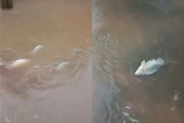 Alagamentos em Ribeirão Preto também afetaram 40 moradias de uma comunidade e um veículo com três ocupantes ficou parcialmente submerso - Metrópoles