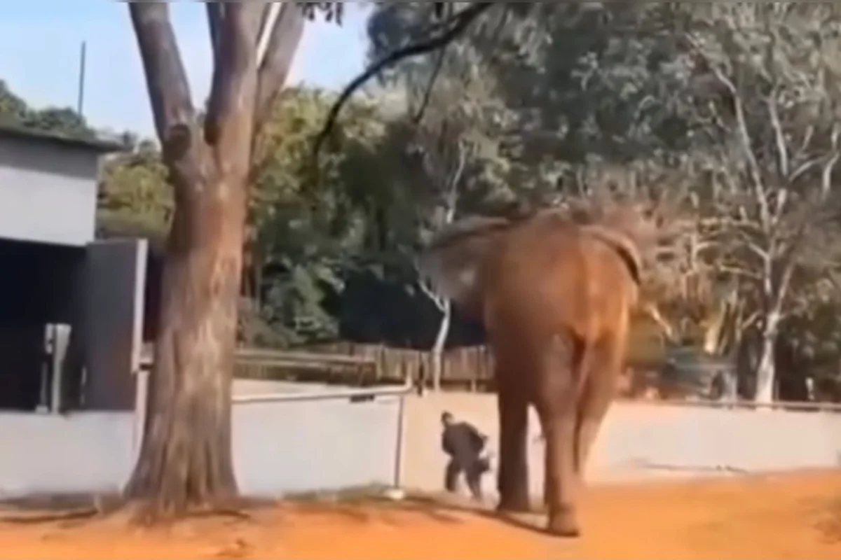 Vigilante salva mulher de aproximação perigosa com elefante no zoo do DF