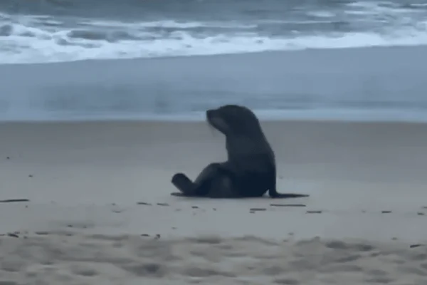Segundo o Instituto Gremar, o El niño de alta intensidade pode aumentar a ocorrência de animais marinhos debilitados nas praias