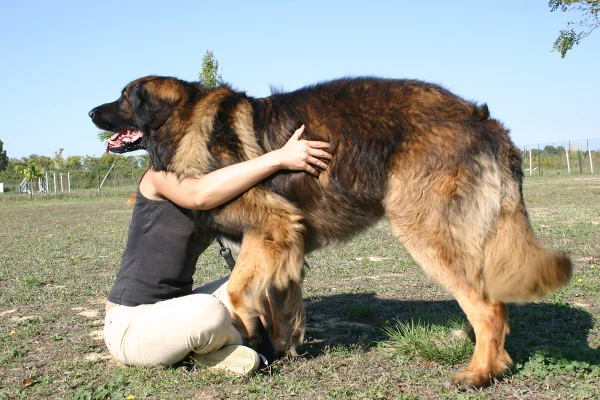 Conheça 5 raças de cachorros gigantes que impressionam pelo tamanho
