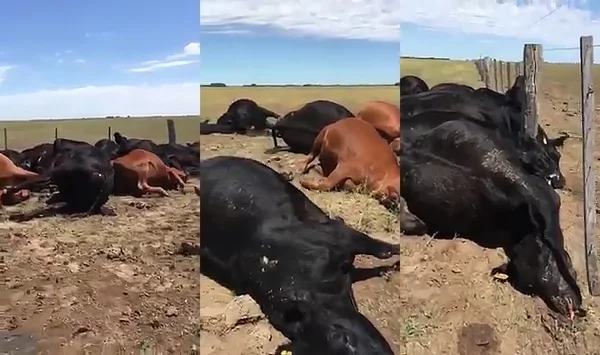 Raio mata 22 vacas avaliadas em cerca de R$ 17 milhões