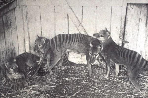Um dos últimos registros fotográficos desse de grupo de animais extintos.