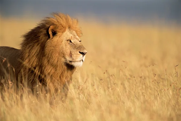 Imagem mostra leão macho (Panthera leo) em pé na grama alta, vista lateral - Metrópoles
