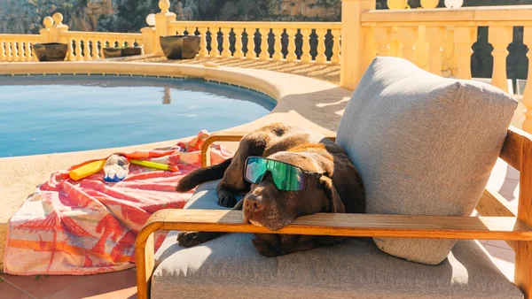 pet descansando em viagem