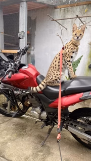Gato de Oruam