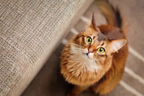 gato caramelo de olhos verdes