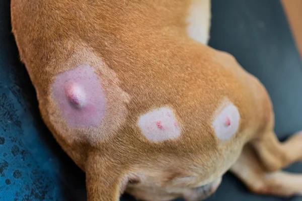 Foto colorida de cachorro com nódulos