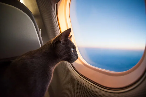 Foto colorida de um avião - Metrópoles