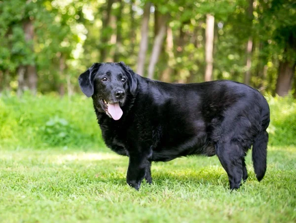 Cachorro com obesidade - Metrópoles