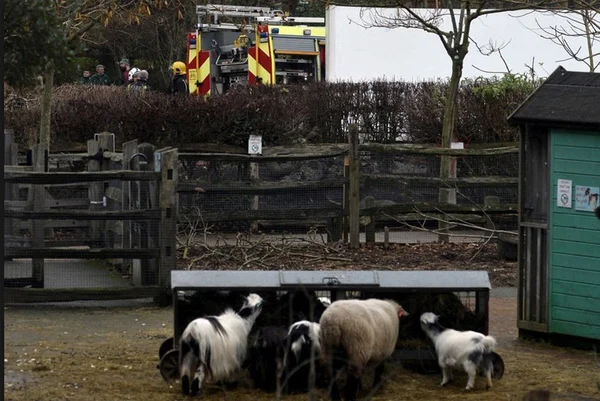 Bombeiros combatem incêndio em zoológico de Londres