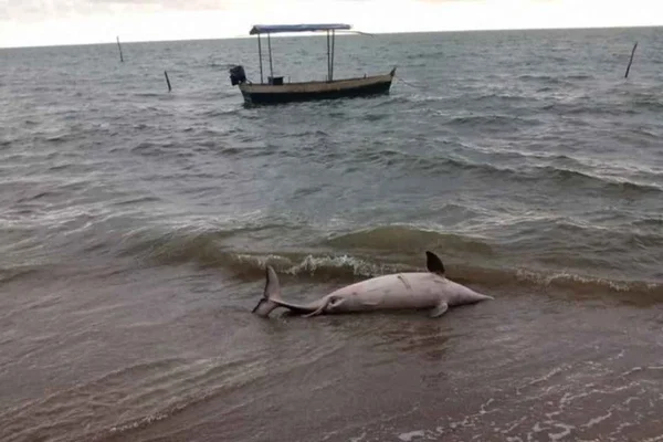 Golfinho encontrado morto em Alagoas