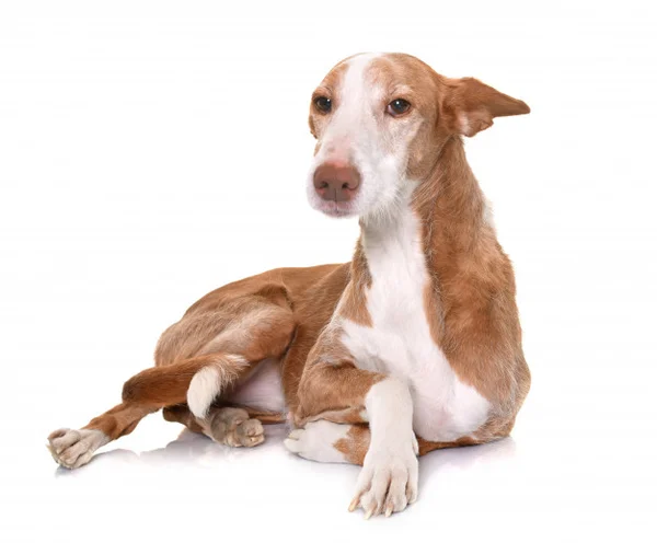 Cachorro da raça Ibizan Hound