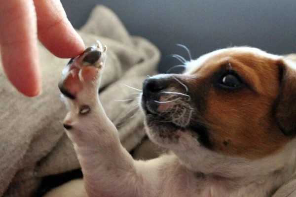 Cachorro