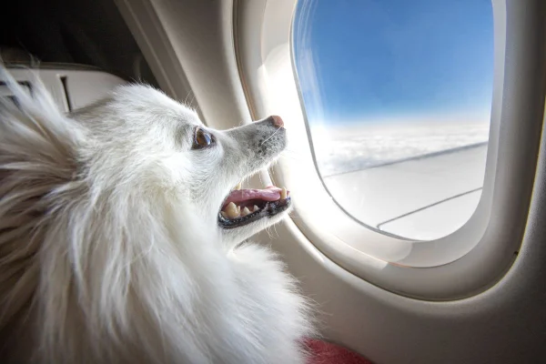 Foto colorida de um cachorro no avião - Metrópoles
