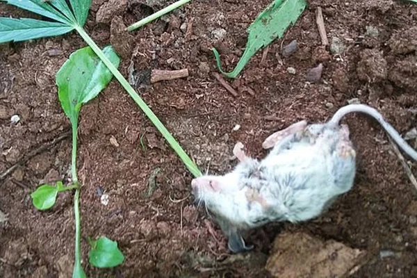 Rato come folhas de maconha, fica em coma e passa por “rehab” de seis dias