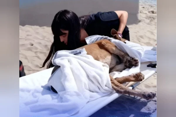 Cadela comunitária é encontrada esfaqueada na Praia Grande - Metrópoles